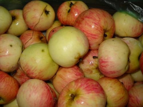 Letní jablka 1 kg
